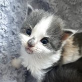 ノルウェージャンフォレストキャット