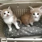 ノルウェージャンフォレストキャット【北海道・男の子・2025年7月31日・クリームタビー&ホワイト】の写真3