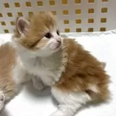 サイベリアン【北海道・女の子・2025年9月20日・レッドタビー&ホワイト】の写真6