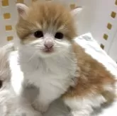 サイベリアン【北海道・女の子・2025年9月20日・レッドタビー&ホワイト】の写真7