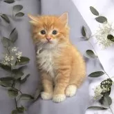 サイベリアン【北海道・男の子・2025年5月4日・長毛(トリプルコート)】の写真7