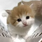 サイベリアン【北海道・女の子・2025年9月20日・レッドタビー&ホワイト】の写真8