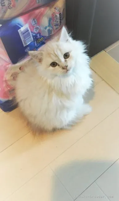 ID：2203-00576の子猫