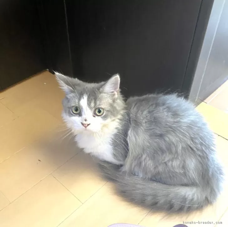 M 様のお迎えした子猫