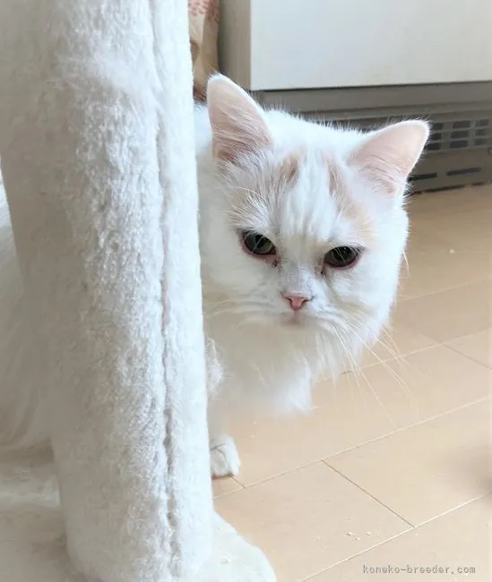 ID:2203-01634の子猫
