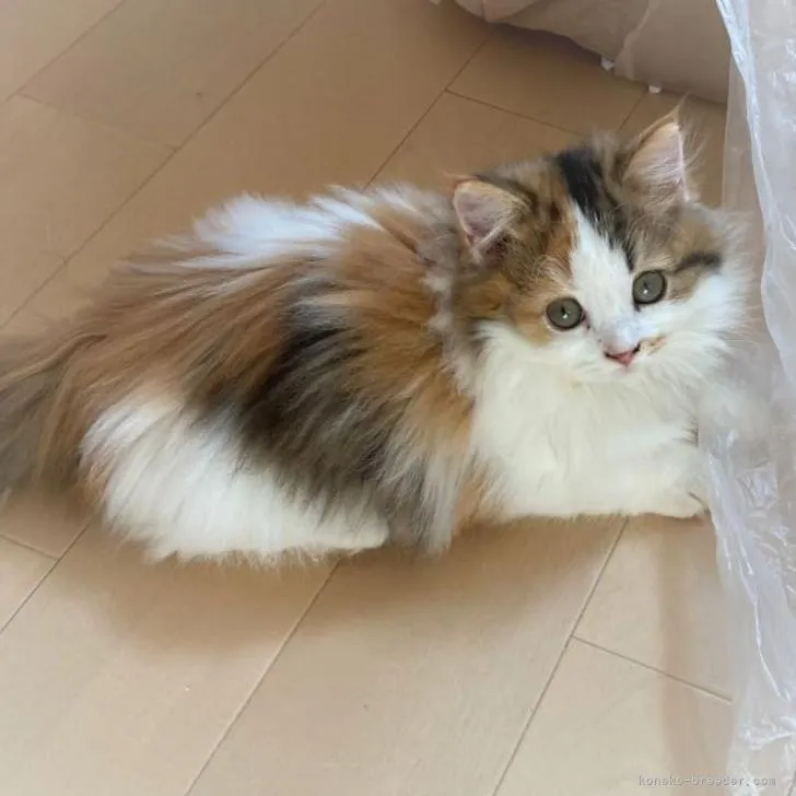 ID:2210-01818の子猫