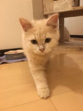 マンチカン(長足)【青森県・女の子・2021年4月30日・クリーム（ロング）】の写真「お目目がまん丸で人懐っこいプリティーちゃんです。」