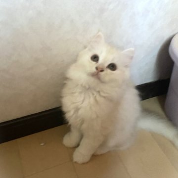 ミヌエット(長足)【青森県・男の子・2024年6月30日・クリーム（ロング）】の写真「甘えん坊のイケメン君♡」