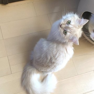 ミヌエット(長足)【青森県・女の子・2024年4月25日・クリーム（ロング）】の写真「ふわふわ毛の美人ちゃん♡」