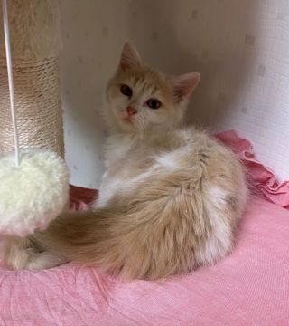 マンチカン(短足)【青森県・女の子・2021年8月10日・クリーム&ホワイト（ロング）】の写真「超美人な短足の女の子ちゃん♡」