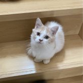 ミヌエット(短足)