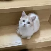 ミヌエット(短足)