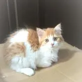 ミヌエット(長足)【青森県・女の子・2022年5月5日・ホワイト&クリーム】の写真1「7/26撮影」