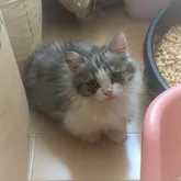 ミヌエット(短足)【青森県・女の子・2022年5月15日・キャリコ】の写真1「8/1撮影」