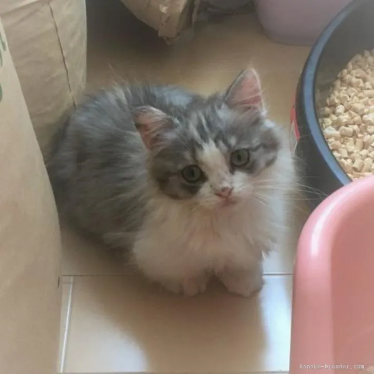 ID：2208-00431の子猫