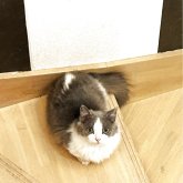 ミヌエット(短足)