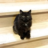 ミヌエット(長足)