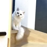 ミヌエット(長足)