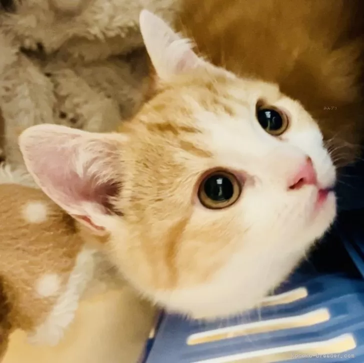 ID：2311-02415の子猫