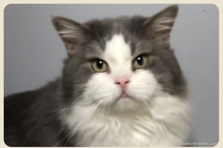 スコティッシュフォールド【・男の子・2014年11月10日・ブルータビー&amp;ホワイト】