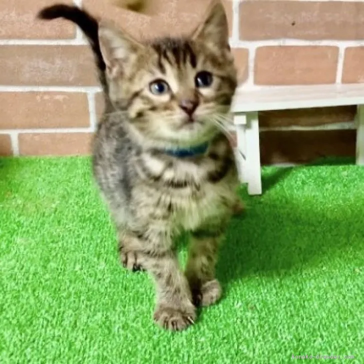 ID：2311-00937の子猫