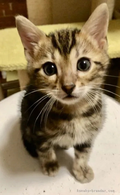 ID：2204-02052の子猫