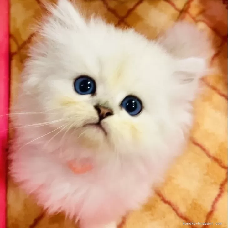 ID：2409-02801の子猫