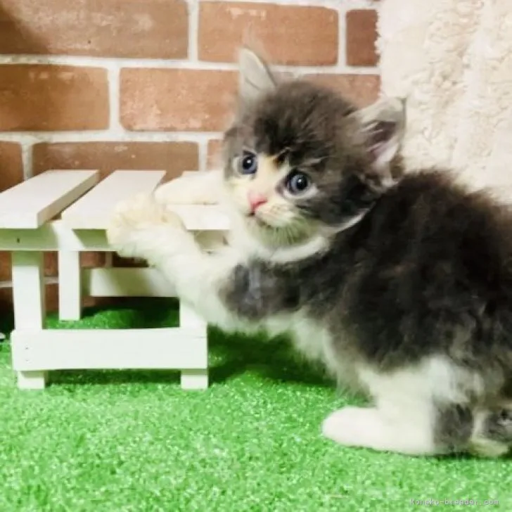 ID：2309-00947の子猫