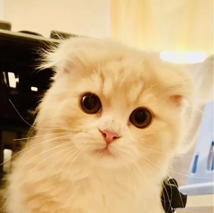 ID：2312-00239の子猫