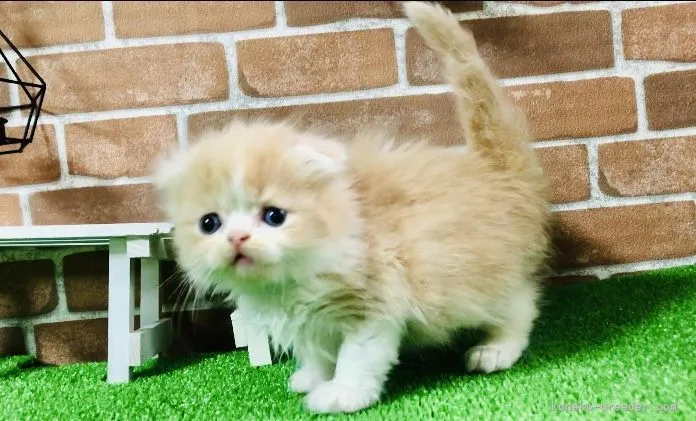 ID：2205-00996の子猫