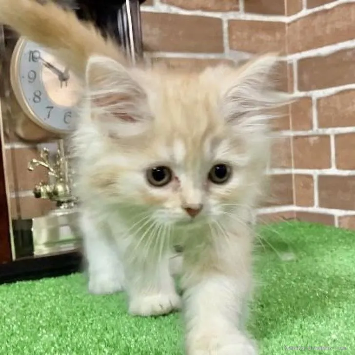 ID：2210-00520の子猫
