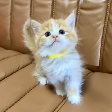 マンチカン(短足)【奈良県・女の子・2023年10月4日・レッドタビー&ホワイト（ロング）】の写真「ママに似ておとなしく穏やかな性格の可愛い女の子です」