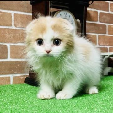 スコティッシュフォールド(折れ耳)【奈良県・男の子・2022年10月28日・レッド&ホワイト（ロング）】の写真「好奇心旺盛で甘えん坊な男の子です」