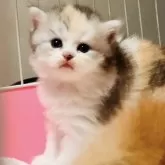 ミヌエット(長足)【奈良県・女の子・2024年7月25日・ダイリュート キャリコ】の写真1