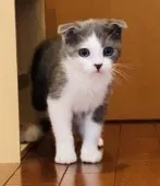 スコティッシュフォールド(折れ耳)【奈良県・男の子・2023年4月13日・ブルータビー&ホワイト】の写真1