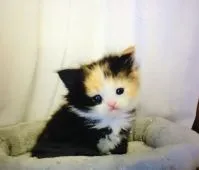 スコティッシュフォールド(立ち耳)【奈良県・女の子・2021年11月17日・ブラウンパッチドタビー&ホワイト】の写真1