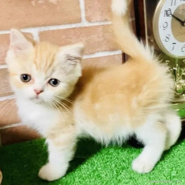 ID：2210-01745の子猫