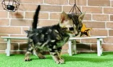 ベンガル【奈良県・男の子・2022年2月27日・ブラウンマーブルドタビー】の写真2