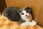 スコティッシュフォールド(折れ耳)【奈良県・男の子・2023年4月13日・ブルータビー&ホワイト】の写真3