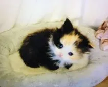 スコティッシュフォールド(立ち耳)【奈良県・女の子・2021年11月17日・ブラウンパッチドタビー&ホワイト】の写真3