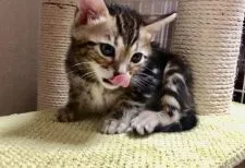 ベンガル【奈良県・男の子・2022年2月27日・ブラウンマーブルドタビー】の写真4