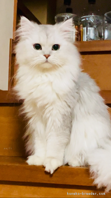 ペルシャ(チンチラ)【・男の子・2022年9月14日・チンチラシルバー】
