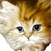 ペルシャ