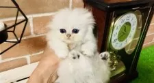 ペルシャ(チンチラ)【奈良県・女の子・2025年3月4日・チンチラシルバー】の写真2