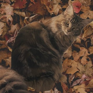 メインクーン【兵庫県・女の子・2023年2月12日・シルバートービー（フワフワ）】の写真「お転婆です。」