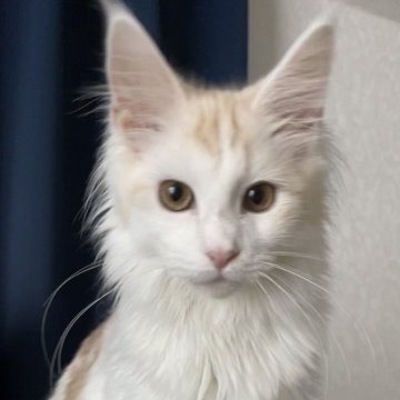 メインクーン【兵庫県・男の子・2024年3月17日・レッドタビーアンドホワイト】の写真「甘えん坊の男の子」