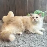 ラグドール【兵庫県・女の子・2022年5月17日・ブルートーティーポイントバイカラー】の写真1「とても可愛いですが…食いしん坊です。」