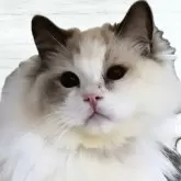 ラグドール【兵庫県・女の子・2022年5月17日・ブルートーティーポイントバイカラー】の写真3