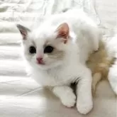 ラグドール【兵庫県・女の子・2025年3月28日・ブルートーティーポイントバイカラー】の写真2