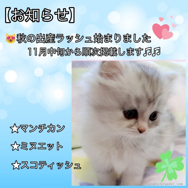 マンチカン😺ミヌエット😺産まれました🩷｜小堀　陽子(こぼり　ようこ)ブリーダー(千葉県・ミヌエットなど・ICC登録)の紹介写真2